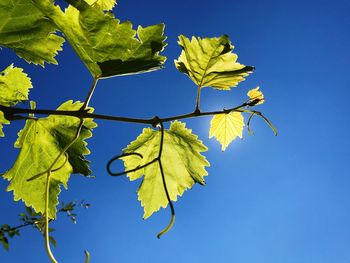 Low angle view of leaves against clear blue sky