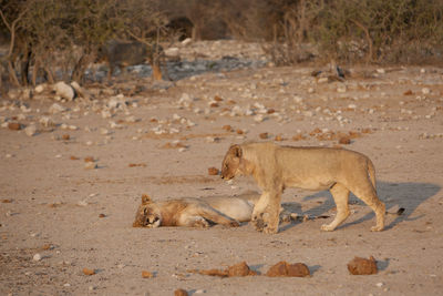 Lion relaxing on ground