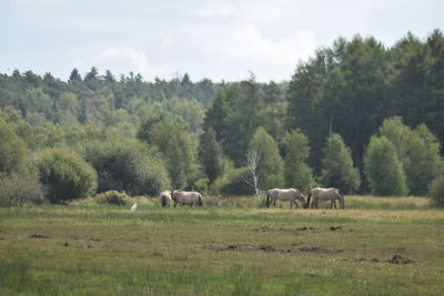 Horses in a field