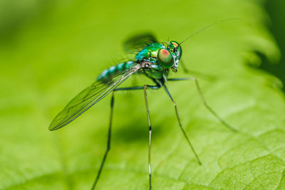 Close-up of insect on plant