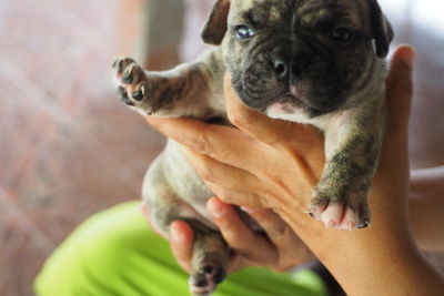 Midsection of person holding dog