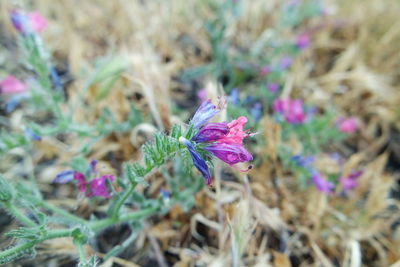 Close-up of pink flowers blooming outdoors