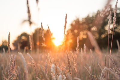 Close-up of wheat growing on field at sunset