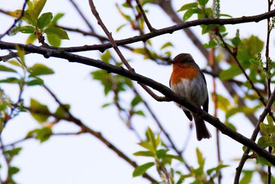 Low angle view of bird perching on tree