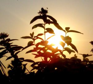 Low angle view of plants against sky at sunset