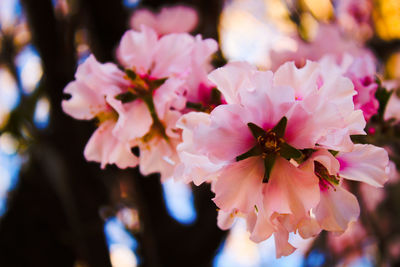 Close-up of pink cherry blossoms