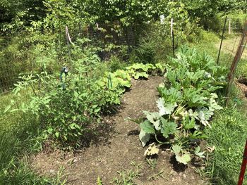 Plants growing on field