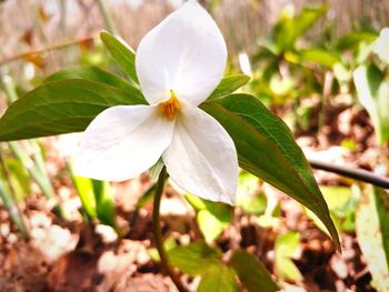 Close-up of white flowering plant