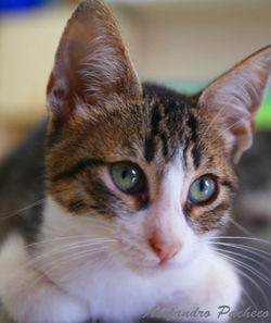 Close-up portrait of cat