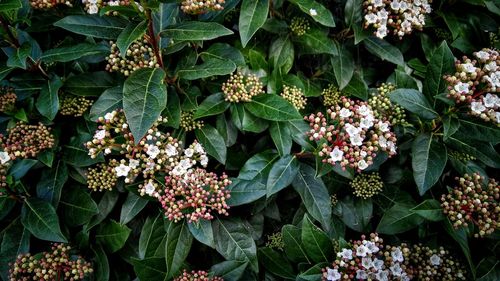 Flowers blooming outdoors