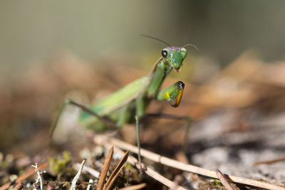 Close-up of insect on land