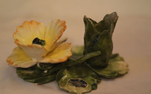 Close-up of pumpkin flower