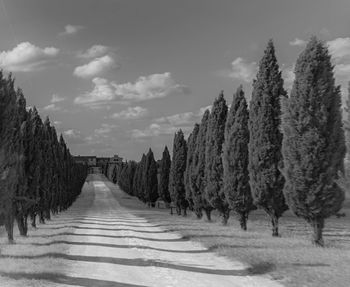 Panoramic view of empty road amidst trees against sky