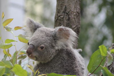 Close-up of a squirrel on tree trunk