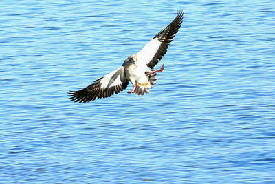 Birds flying over water