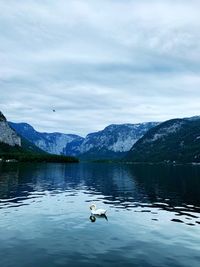 Swan swimming in lake against mountains