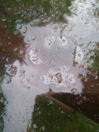 Reflection of trees in water