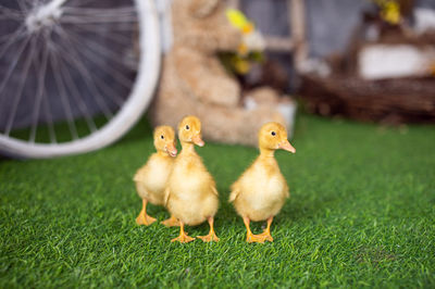 Close-up of ducklings on grassy field