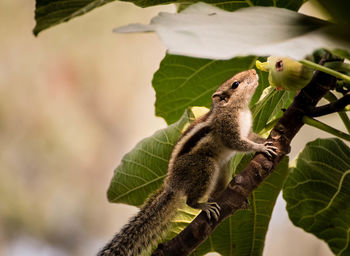 Close-up of a lizard on tree