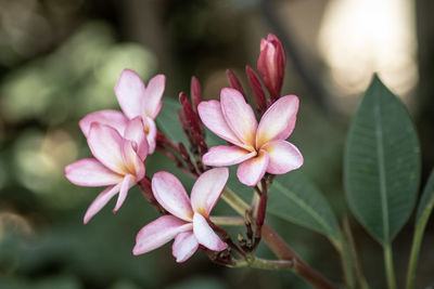 Close-up of pink flowering plant