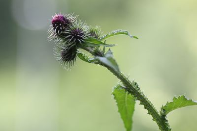 Close-up of flowering plant