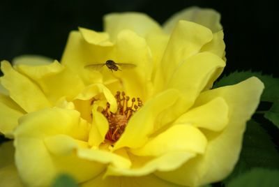 Close-up of bee pollinating on yellow flower