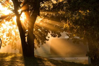 Sunlight streaming through trees at sunset