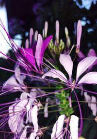 Close-up of purple flowers