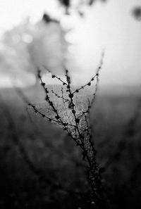 Close-up of plant against sky during winter