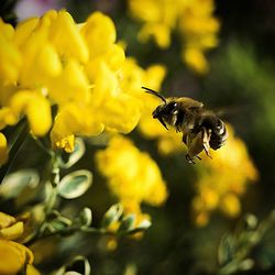 Close-up of bee on flower