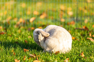 Sheep in a field