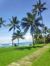 Palm trees on beach against sky