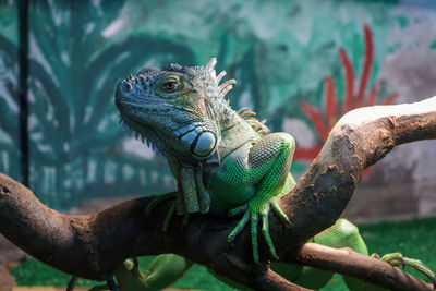 Close-up of a lizard on tree