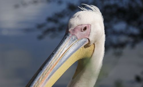 Close-up of bird