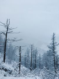 Bare trees on snow covered land. chike-taman