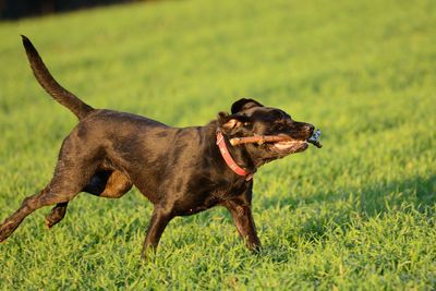 Dog on field