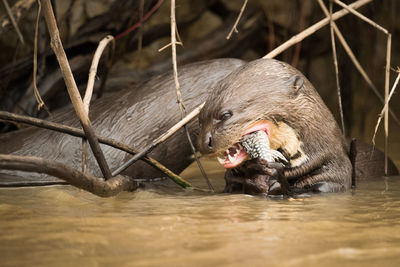 Close-up of otter eating fish