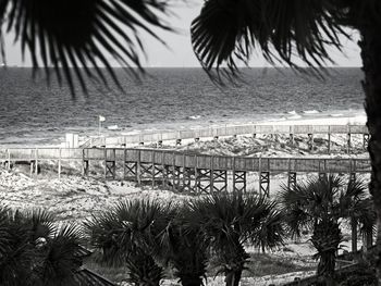 Palm trees on beach