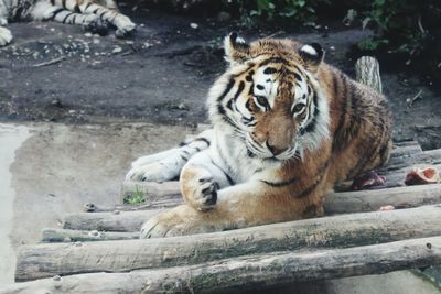 Close-up of tiger relaxing outdoors