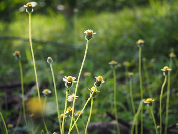 Close-up of white flowering plant on field