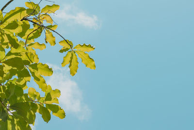 Low angle view of yellow tree against sky