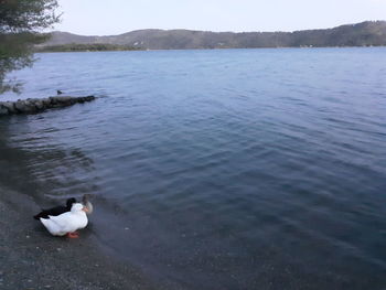 View of a dog in water