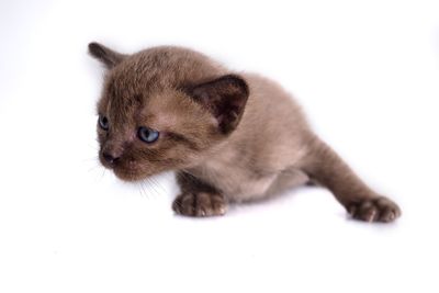 Close-up of kitten looking away over white background