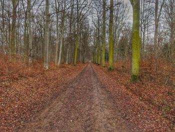 Road passing through forest