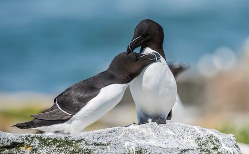 Close-up of birds perching on rock