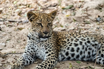 Close-up of leopard cub