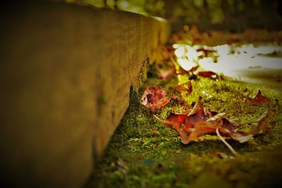 Close-up of leaves on ground