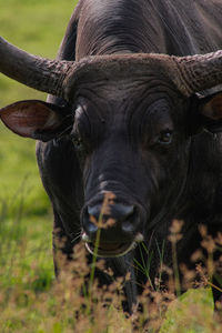 Close-up of buffalo standing on field