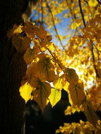 Close-up of yellow maple leaves on branch