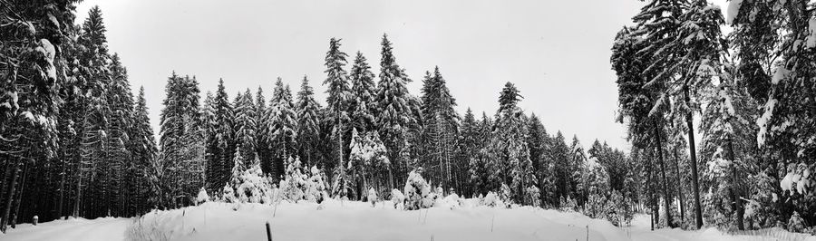 Panoramic view of trees on snow covered field